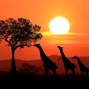 Sudáfrica en 7 Días